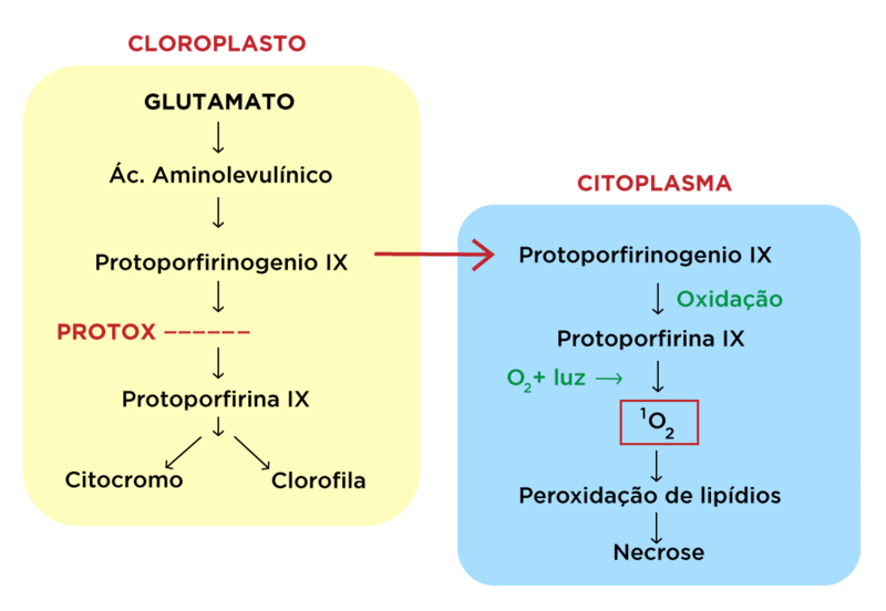 PIROXASULFONA + FLUMIOXAZINA